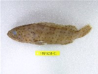藏品(點帶石斑)的圖片